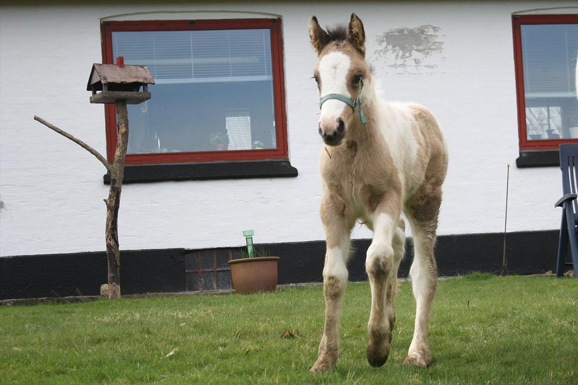 Irish Cob Li. Høngård´s Golden Calibér billede 5