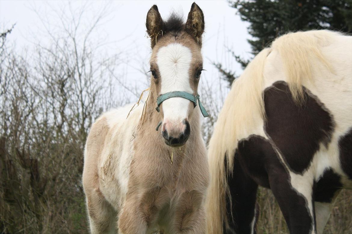 Irish Cob Li. Høngård´s Golden Calibér billede 2