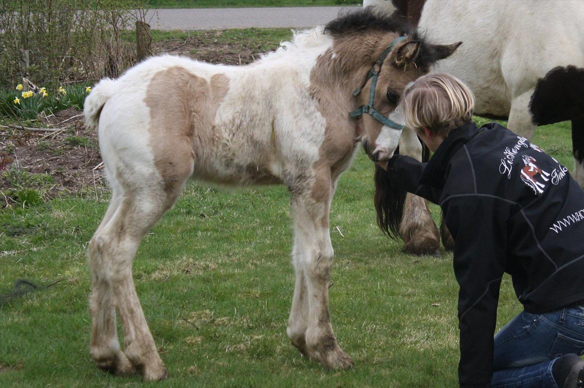 Irish Cob Li. Høngård´s Golden Calibér - Ta jer ikke af mit morgenhår ;O) billede 6