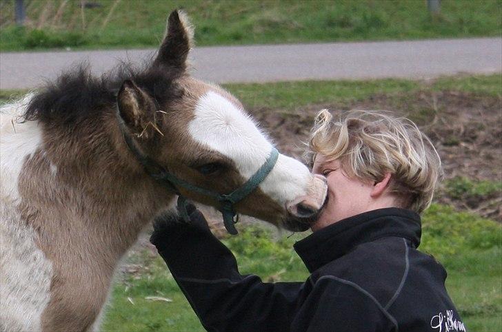 Irish Cob Li. Høngård´s Golden Calibér billede 7