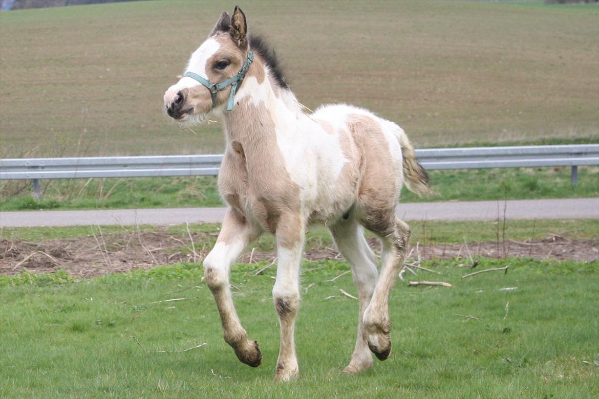 Irish Cob Li. Høngård´s Golden Calibér billede 4