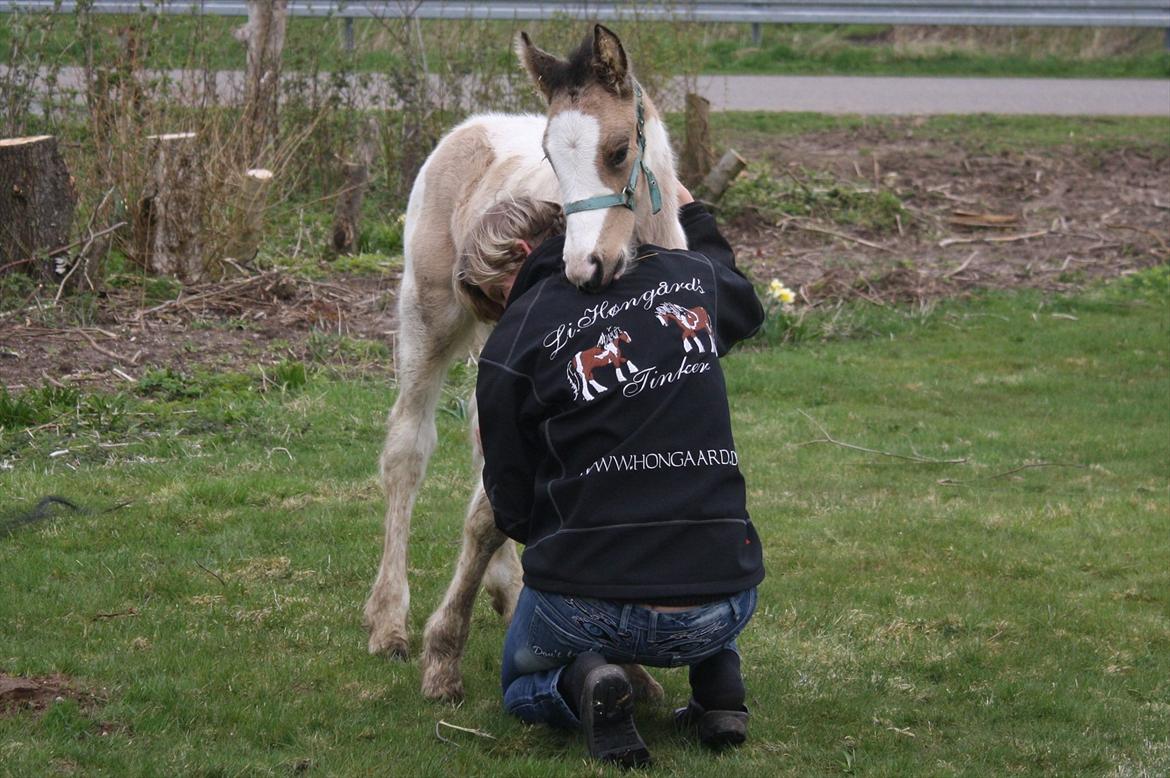 Irish Cob Li. Høngård´s Golden Calibér billede 8