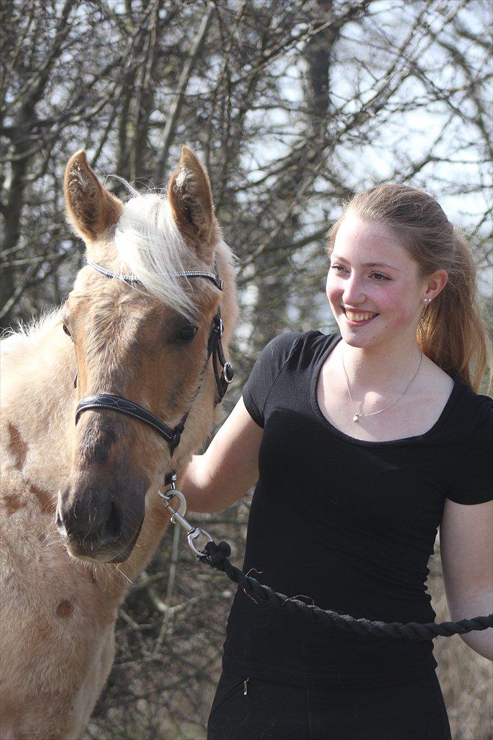 Palomino Skrædderdals Monark - Monark og jeg :) Min lille guldklump <3
1 år, Forår 2012 :) 
Fortograf: Team MSP
Han er ved at fælde pelsen af på disse billeder.  billede 10