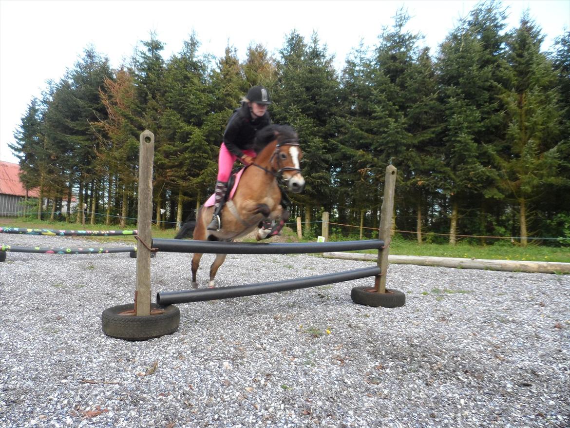 Welsh Pony af Cob-type (sec C) Mille - at flyve med dig igen er det bedste jeg ved<3 foto: sine mathilde:) billede 9