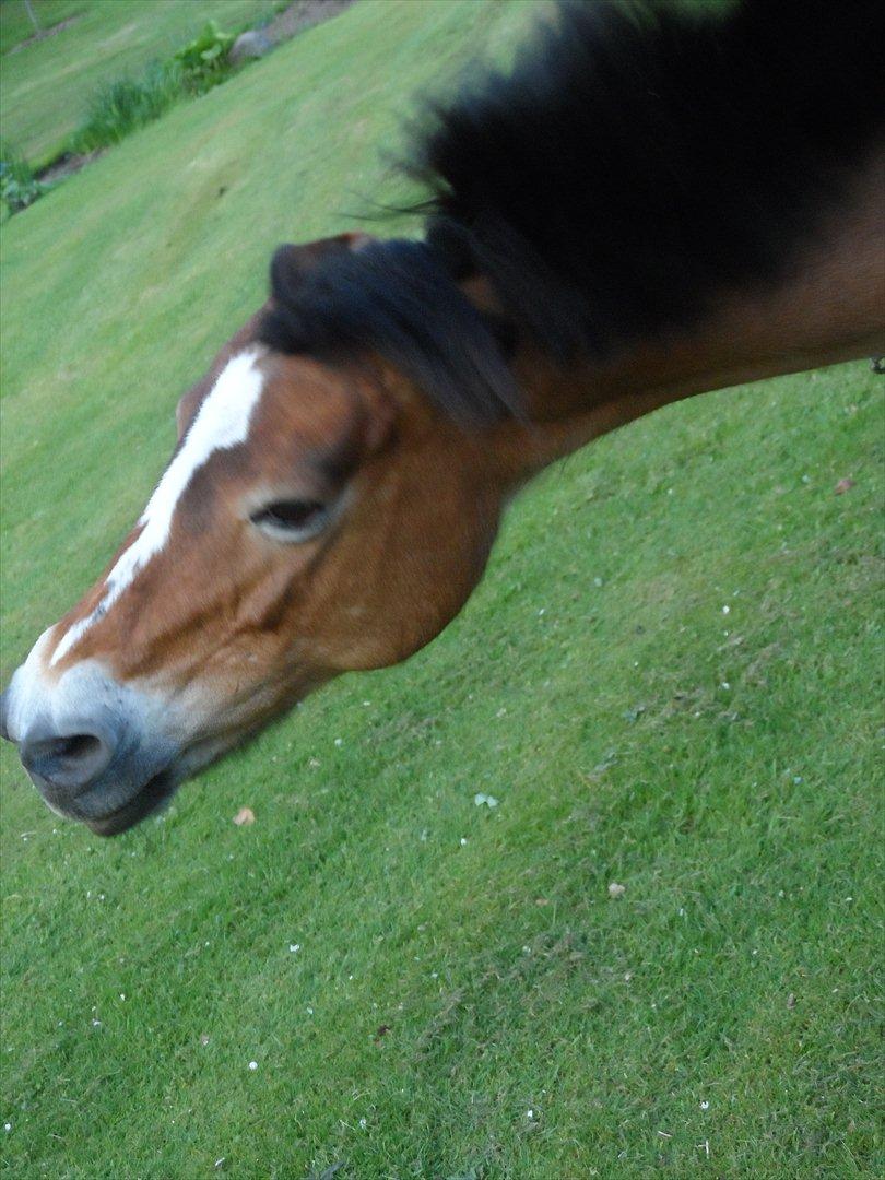 Welsh Pony af Cob-type (sec C) Mille - foto: Sine Mathilde:) billede 11