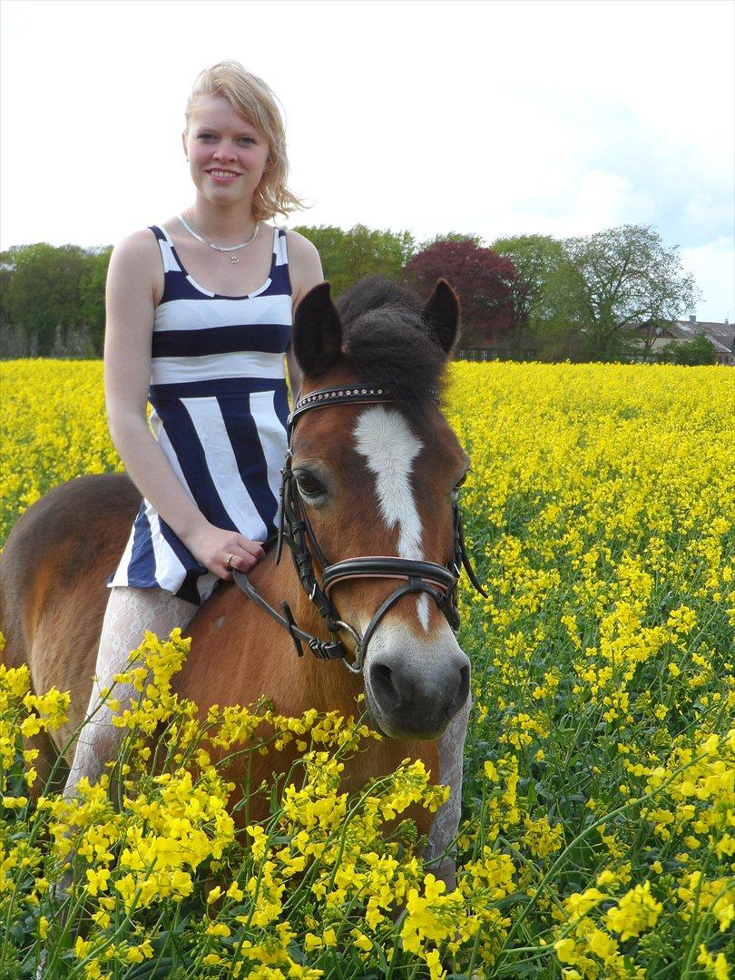 Welsh Pony af Cob-type (sec C) Mille - foto: sine mathilde:) billede 2