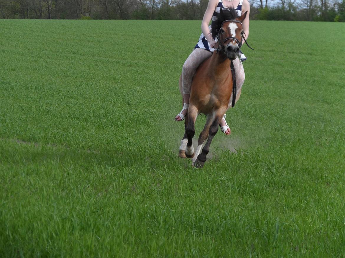 Welsh Pony af Cob-type (sec C) Mille - fuld fart jubii :) foto: sine mathilde:) billede 6
