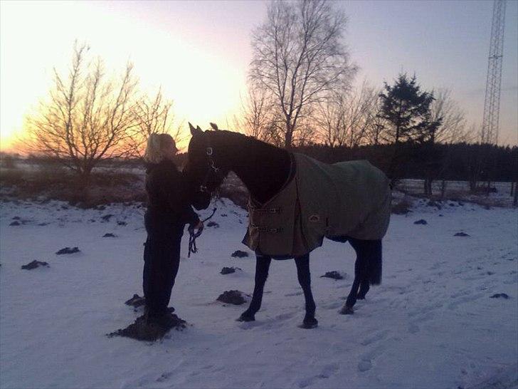 Traver franco pointer (Svensk) - sne og solnedgang er smukt :)<3<3 billede 3