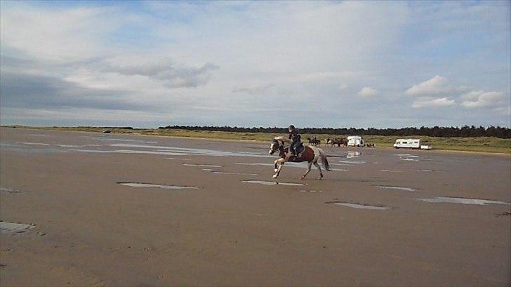 Anden særlig race Lucas<3 den bedste - På Rømø september 2011 billede 14
