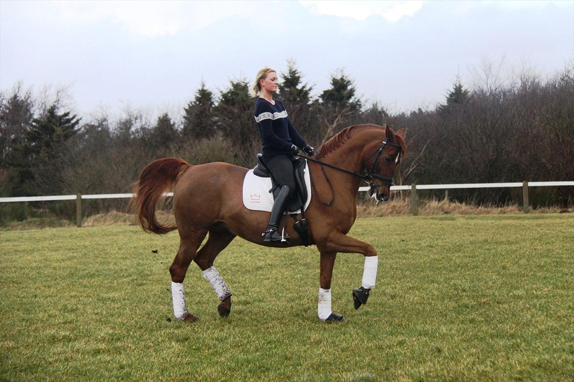 Dansk Varmblod Lizette Grand Prix hest i dressur billede 16