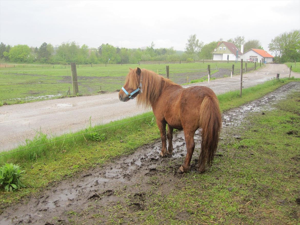 Shetlænder Hedevangs Liv (Mini) billede 3