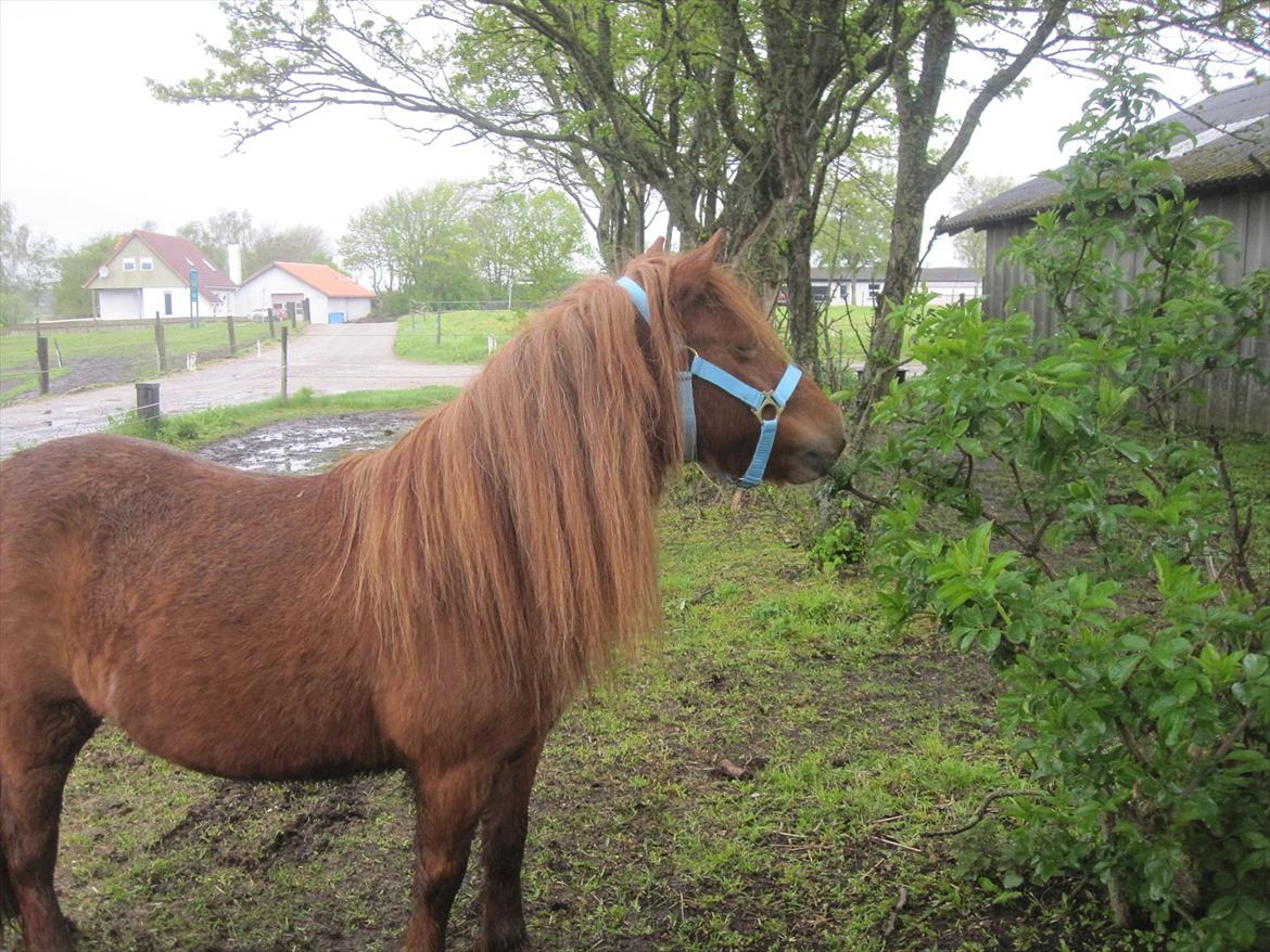 Shetlænder Hedevangs Liv (Mini) billede 7