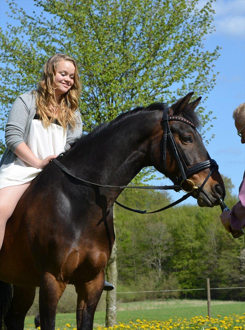 Welsh Cob (sec D) Albrechtshoeve Niels Cornelis - Til min nonfimation d. 5 maj 2012 billede 15