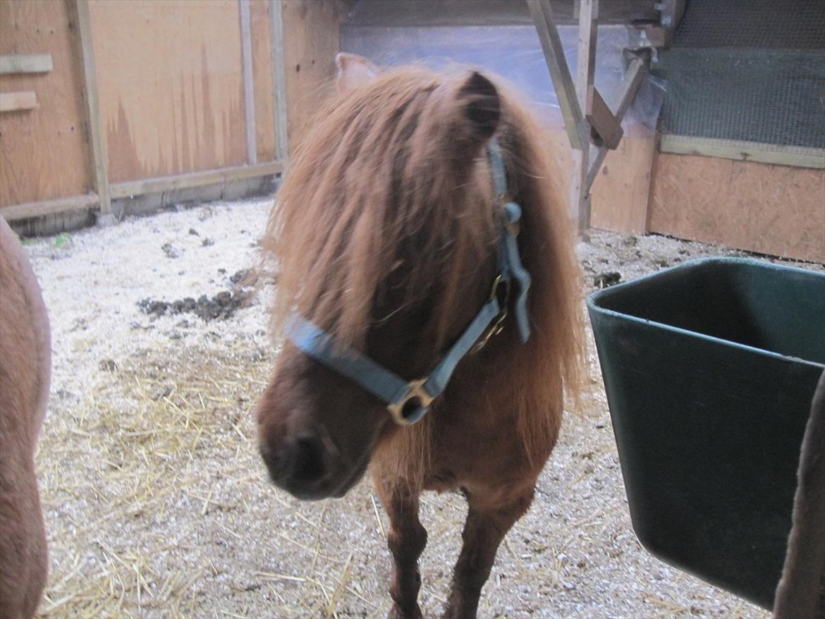 Shetlænder Hedevangs Liv (Mini) billede 17