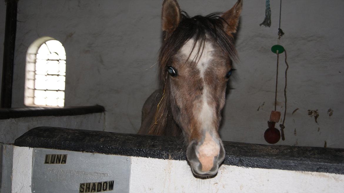 Anden særlig race Obi C Kawo billede 6