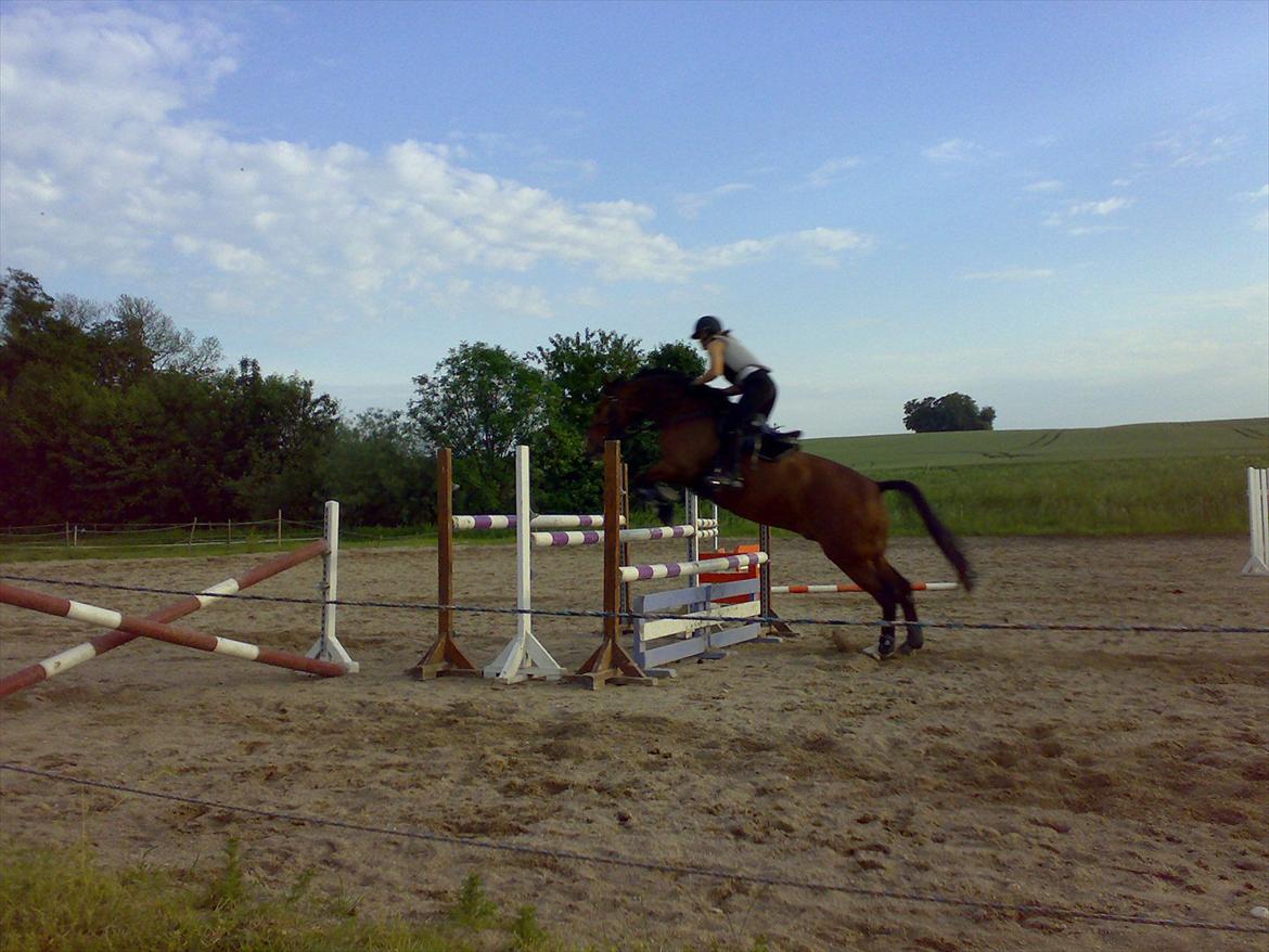 Anden særlig race Actions Apollo billede 2