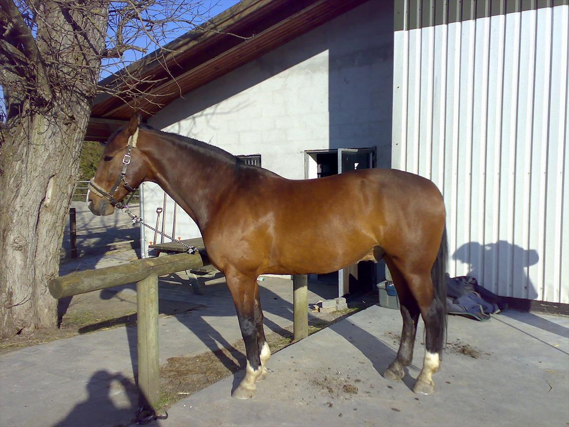 Anden særlig race Actions Apollo billede 4