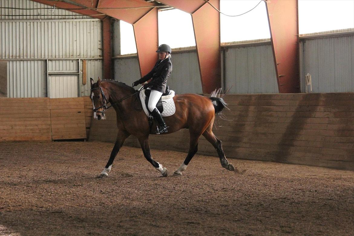 Anden særlig race Actions Apollo billede 5