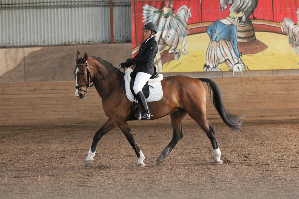 Anden særlig race Actions Apollo billede 7