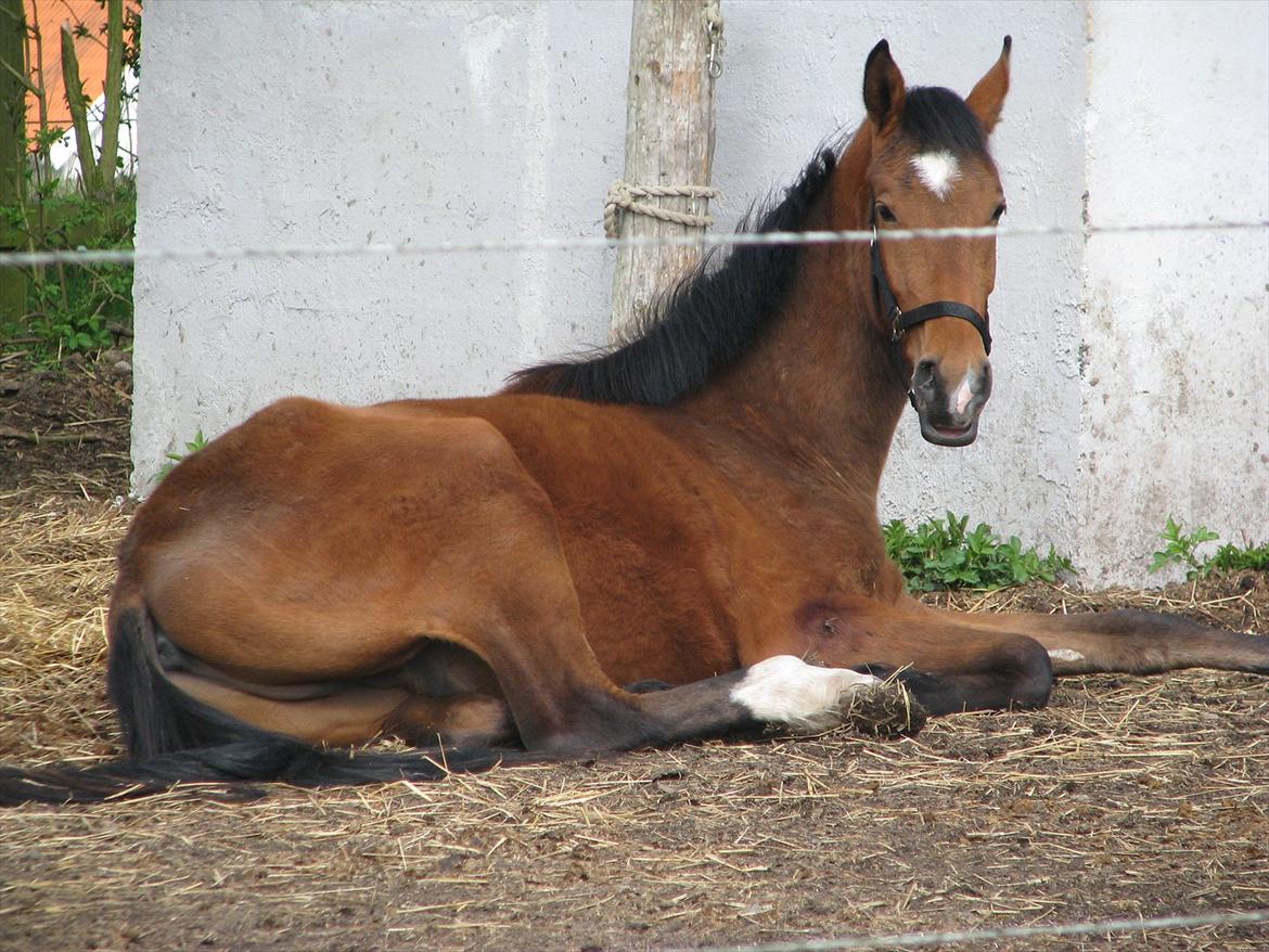 Holstener Don Jasper billede 2