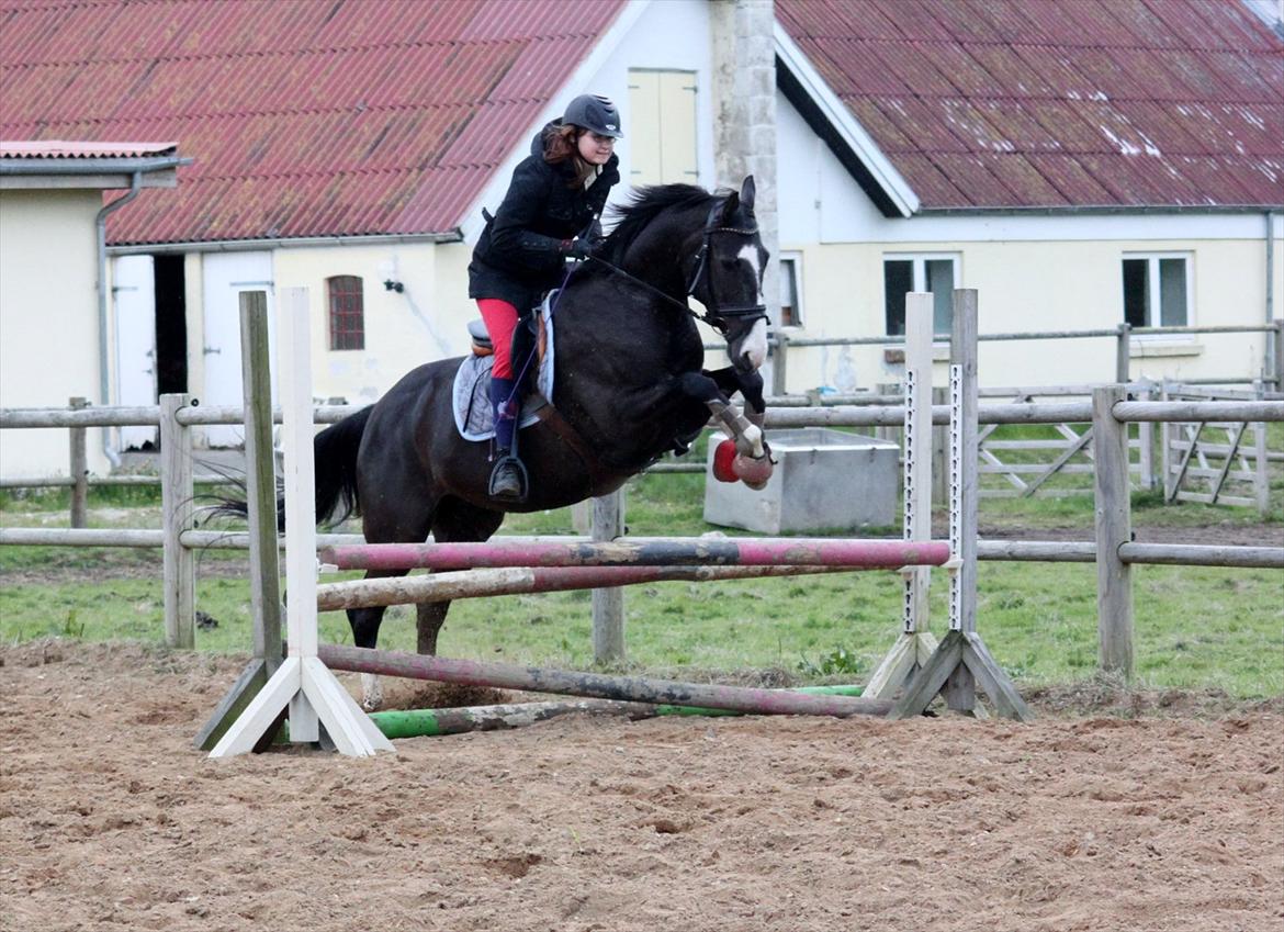 Svensk Varmblod : Charming Duchess *Baby* billede 17