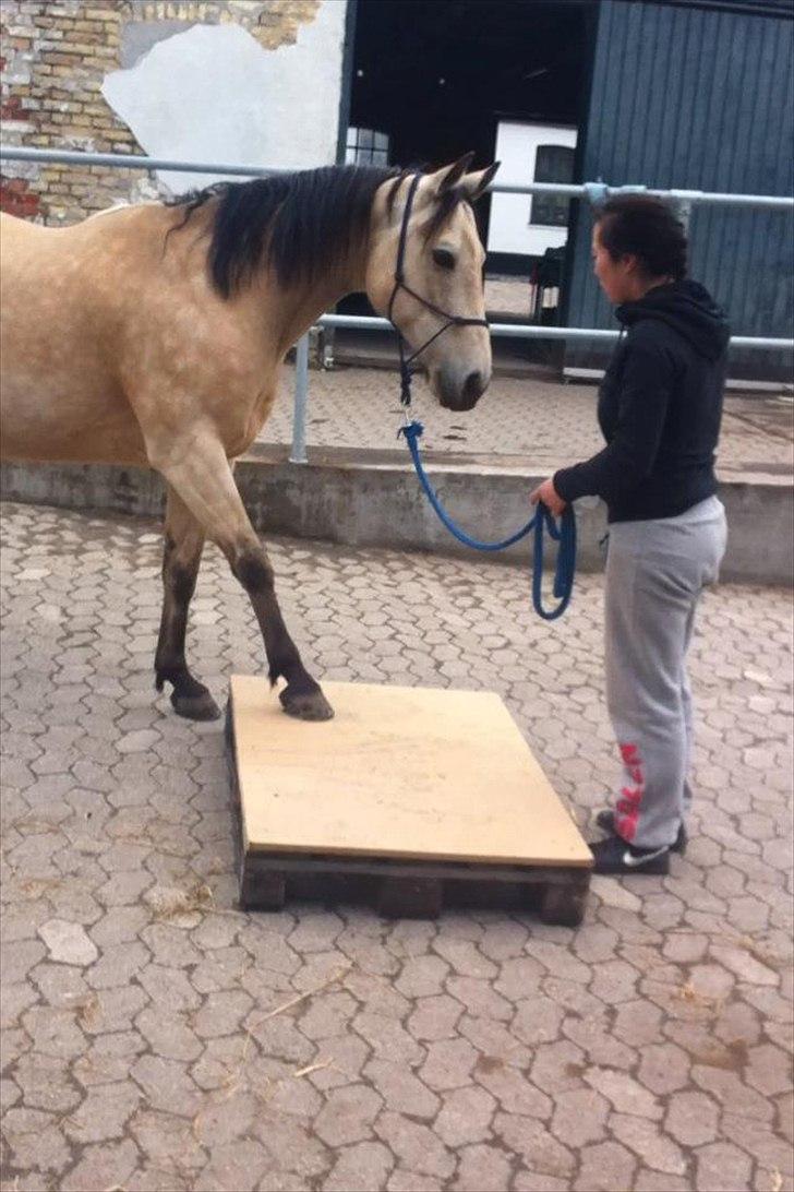 Anden særlig race Cee Bee Gipsy R.I.P - Han er såååå dygtig :D billede 20