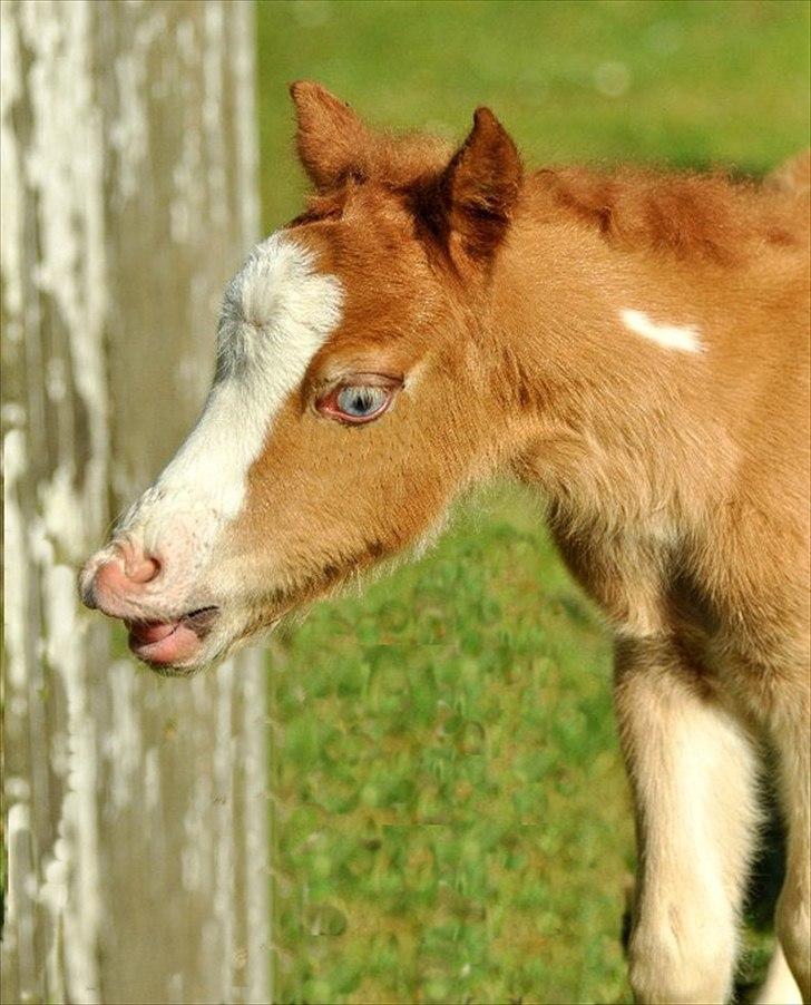 Amerikansk Miniature Søglimts LB Red Rose - Foto: Isabella Rosted Larsen billede 13
