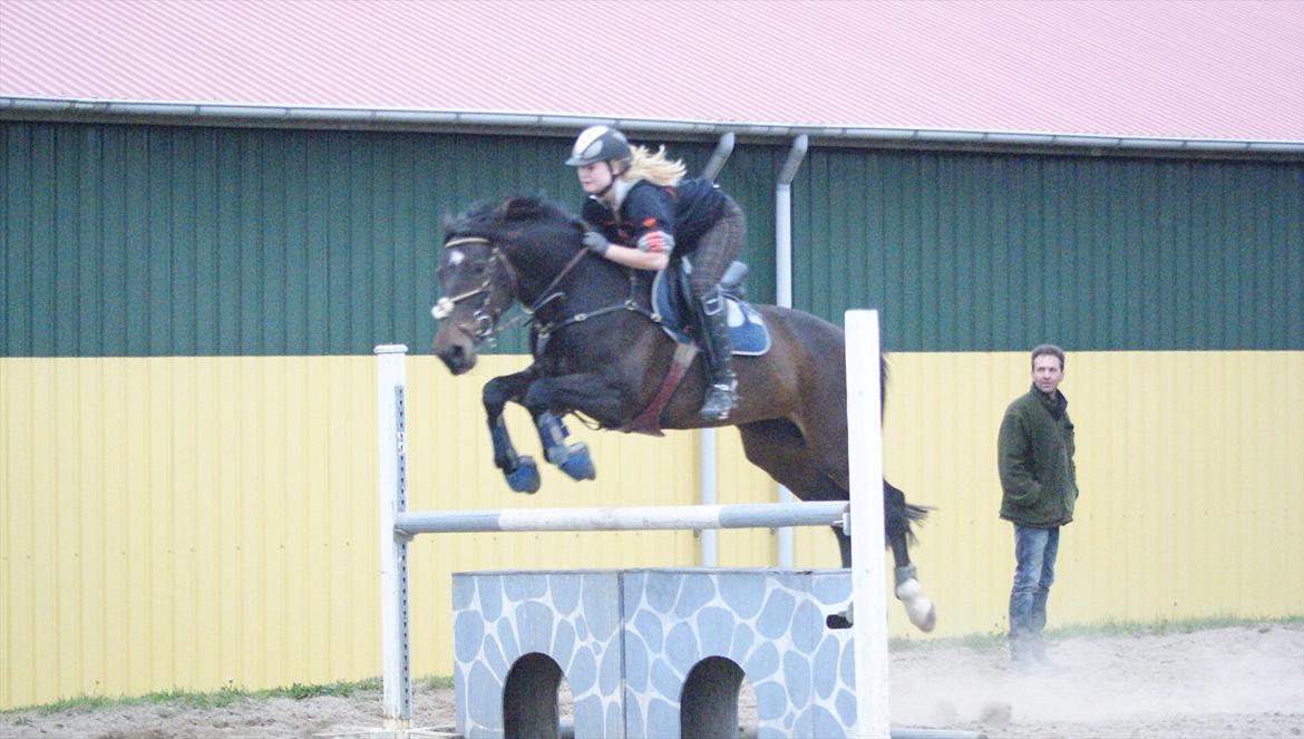 Dansk Varmblod °Cheila Skovly° - 110-120 til undervisning :-*
 - Smukke dyr -.-' <3 billede 20