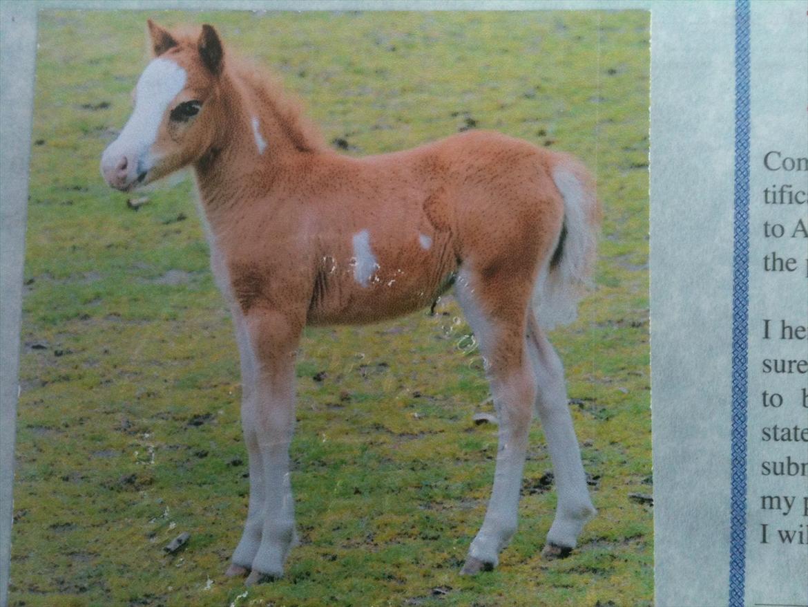 Amerikansk Miniature ***Søglimt LB Red Rose*** - Billedet er fra hendes AMHA pas.
Foto: Isabella Rosted Larsen billede 6