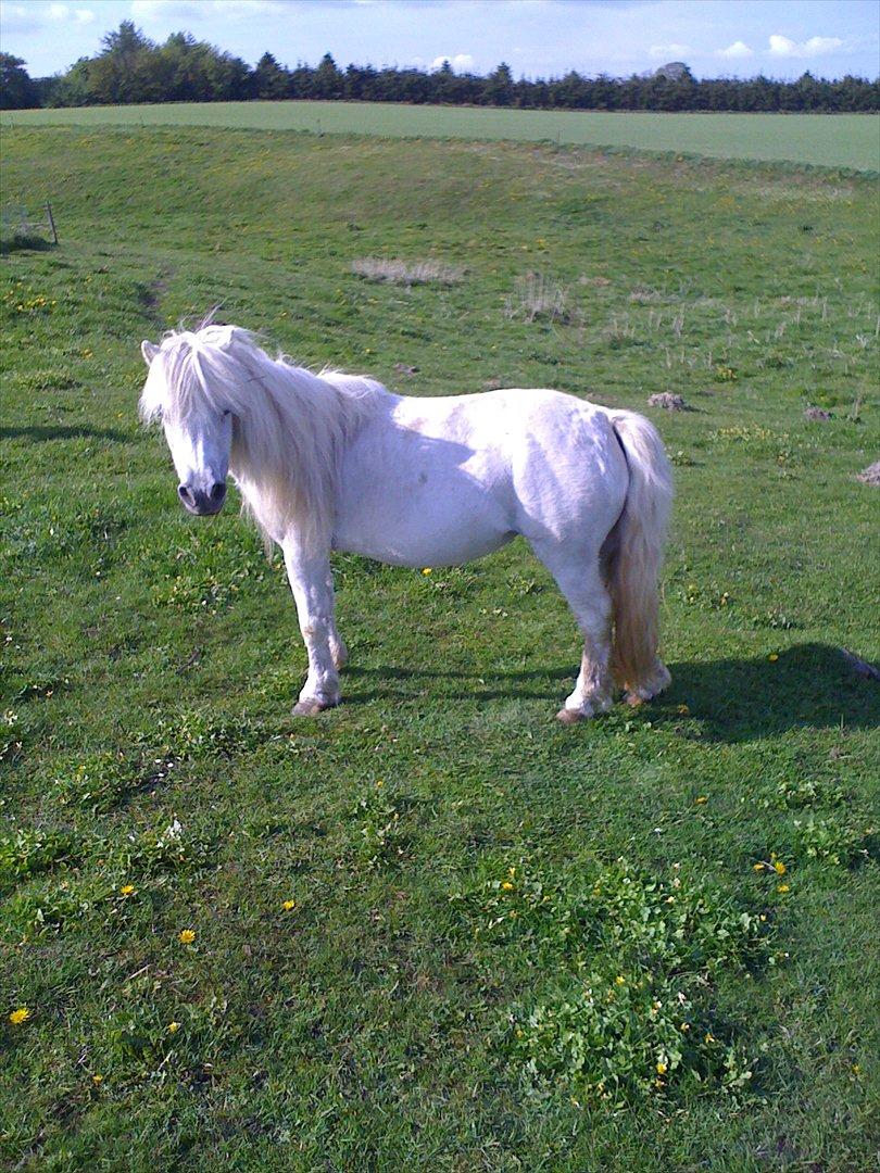 Shetlænder Jættegårdens Bell billede 1