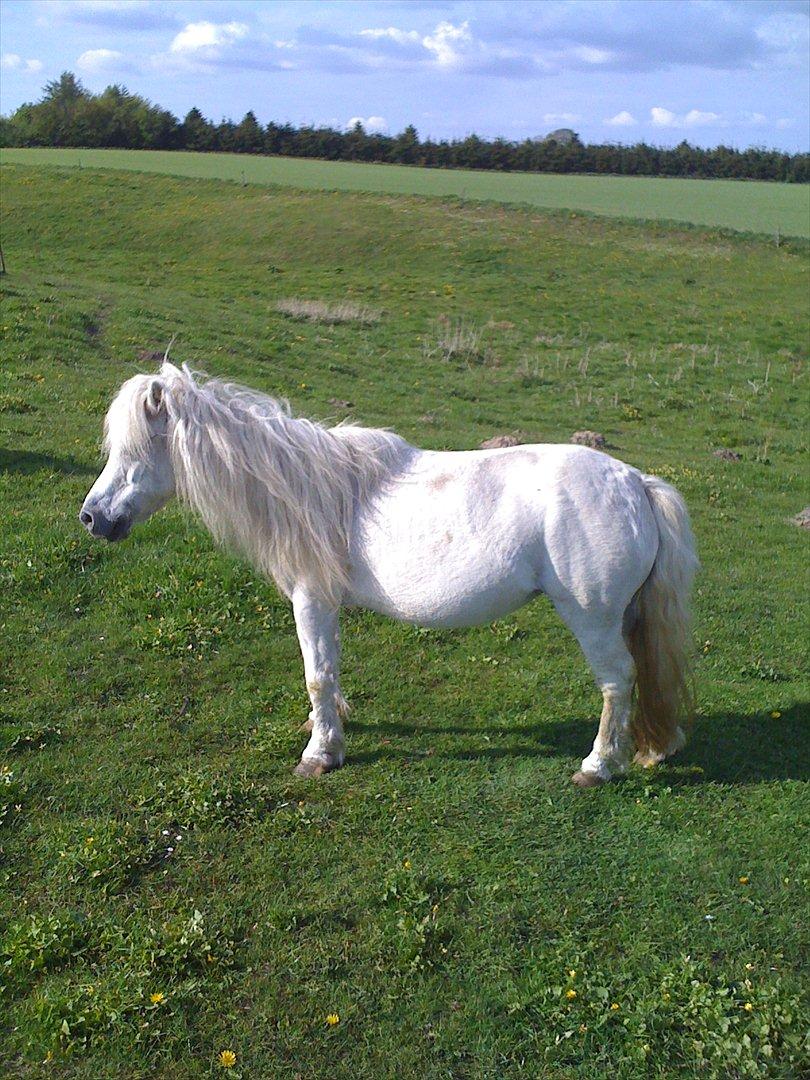 Shetlænder Jættegårdens Bell billede 2