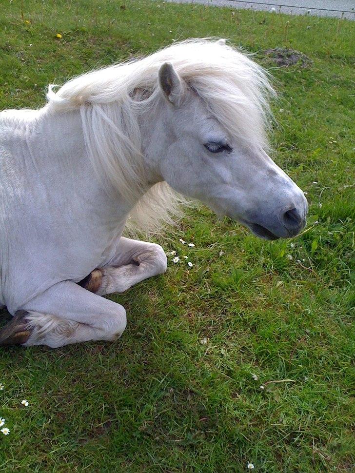 Shetlænder Jættegårdens Bell billede 3