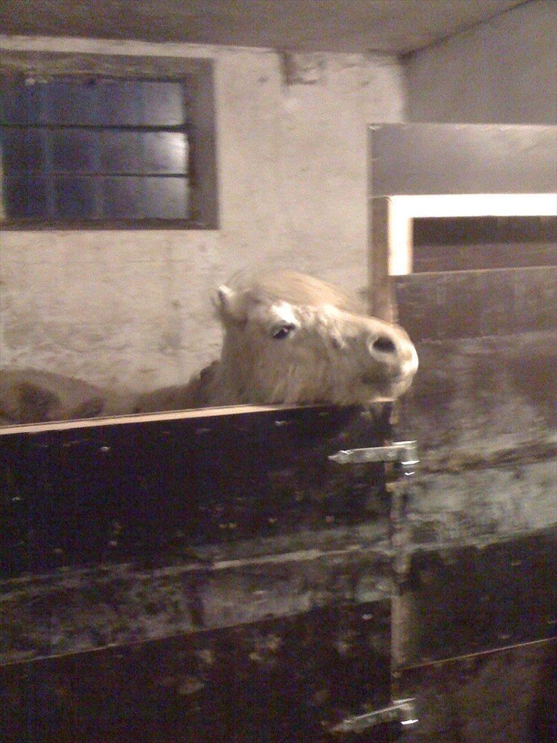 Shetlænder Jættegårdens Bell billede 4