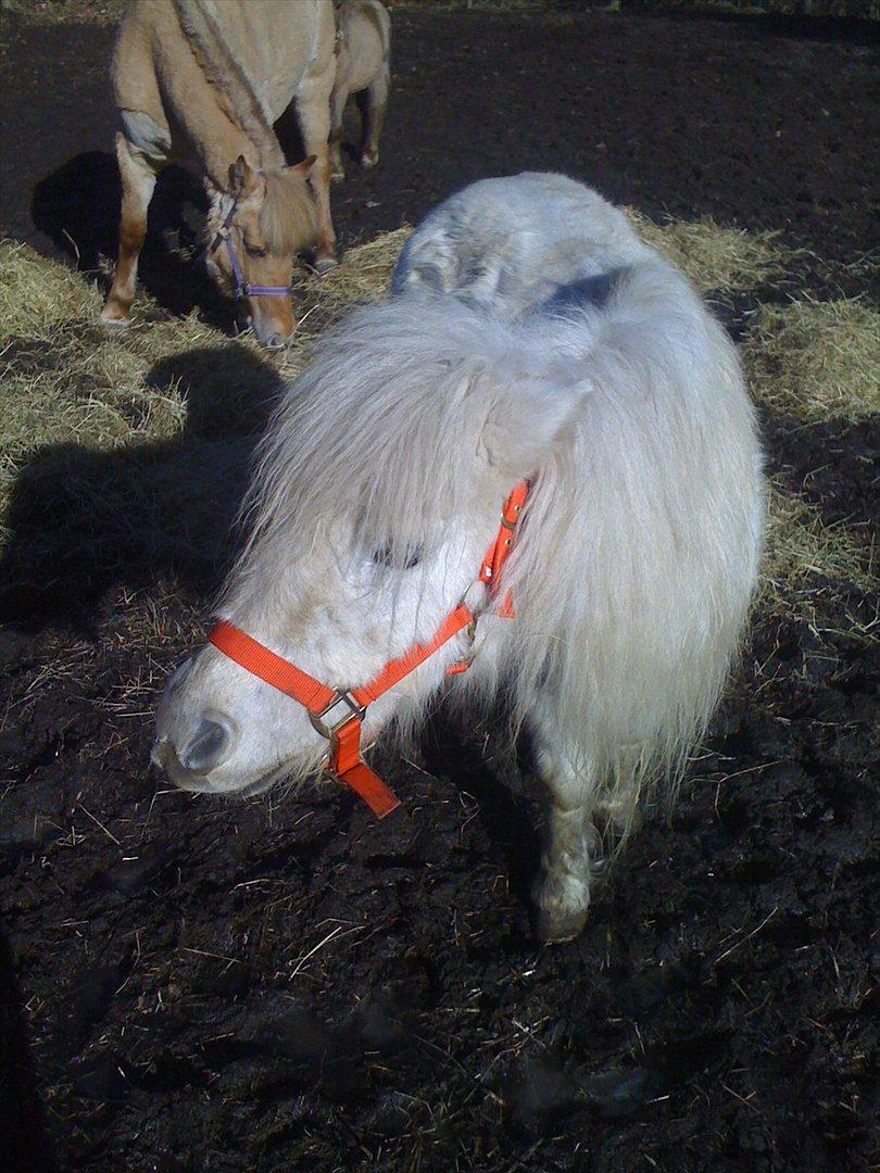 Shetlænder Jættegårdens Bell billede 5