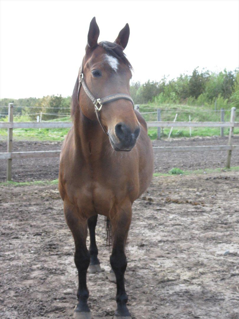 Oldenborg Sako billede 3