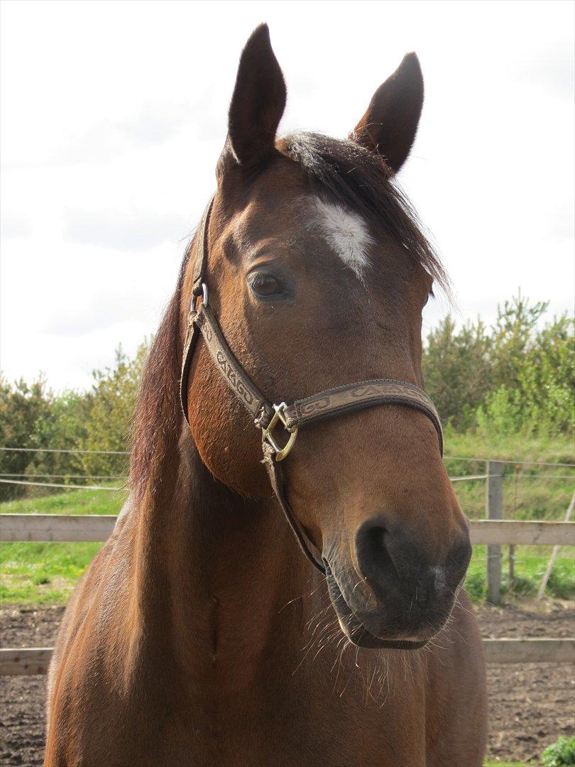 Oldenborg Sako billede 2