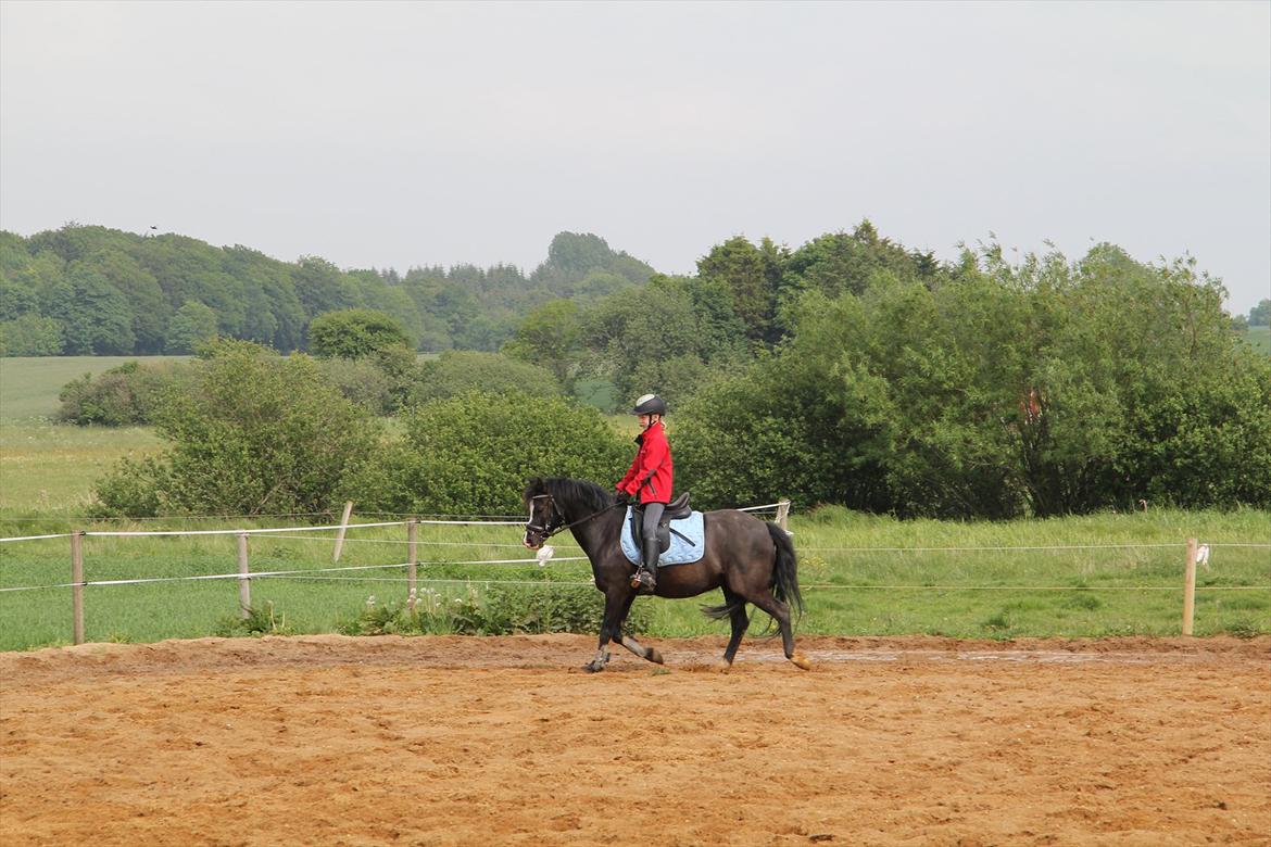 Welsh Pony af Cob-type (sec C) Stensbækgaards Asterix (gammel låne pony) billede 13