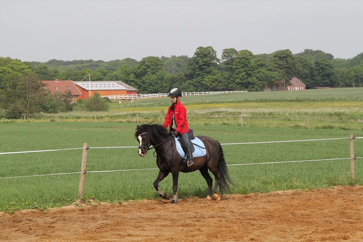 Welsh Pony af Cob-type (sec C) Stensbækgaards Asterix (gammel låne pony) billede 14