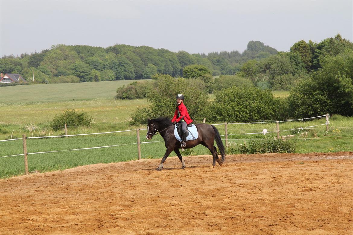 Welsh Pony af Cob-type (sec C) Stensbækgaards Asterix (gammel låne pony) billede 15