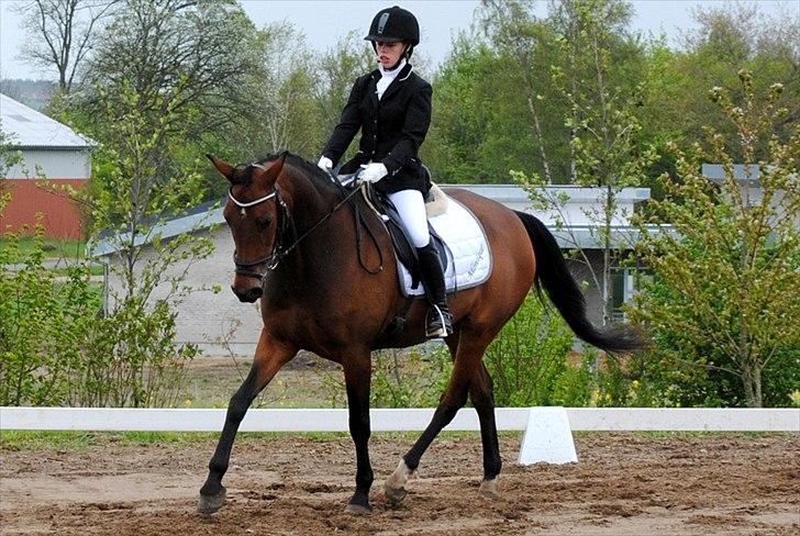 Dansk Varmblod Monique - Monique og jeg til stævne i GER, her i  en LC2. [Foto: mor med mit kamera] billede 4