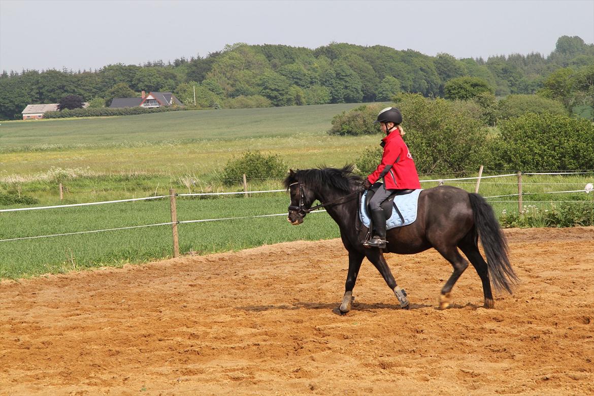 Welsh Pony af Cob-type (sec C) Stensbækgaards Asterix (gammel låne pony) billede 16