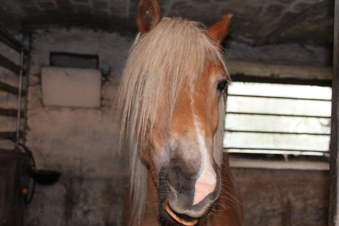Haflinger Trøja [ Himmel hest ] <3 hvil i fred<3 billede 3