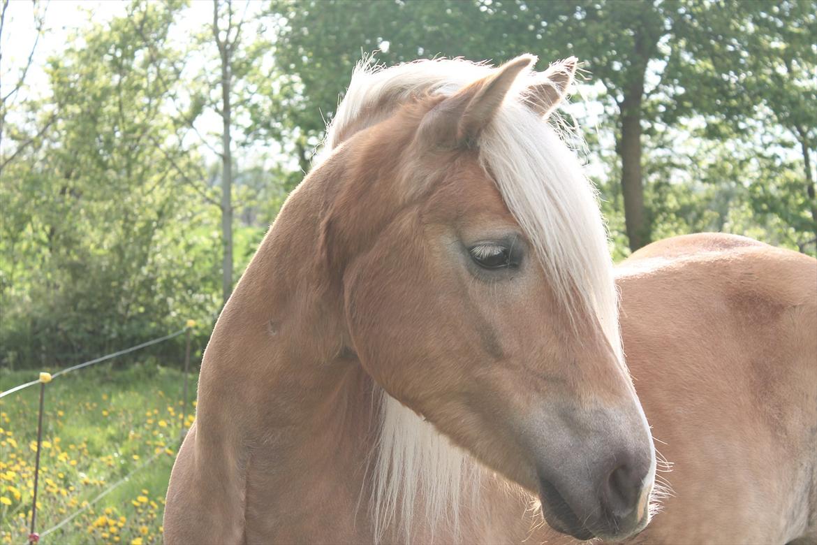 Haflinger Trøja [ Himmel hest ] <3 hvil i fred<3 billede 4