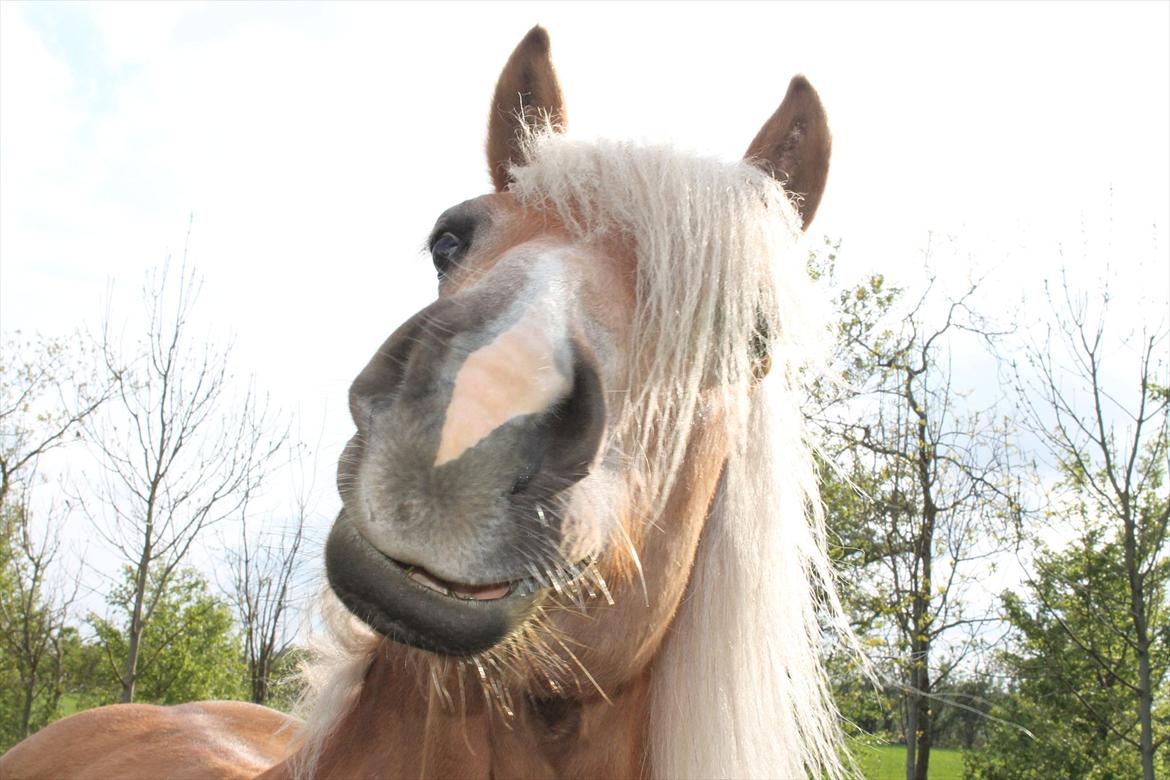 Haflinger Trøja [ Himmel hest ] <3 hvil i fred<3 billede 5