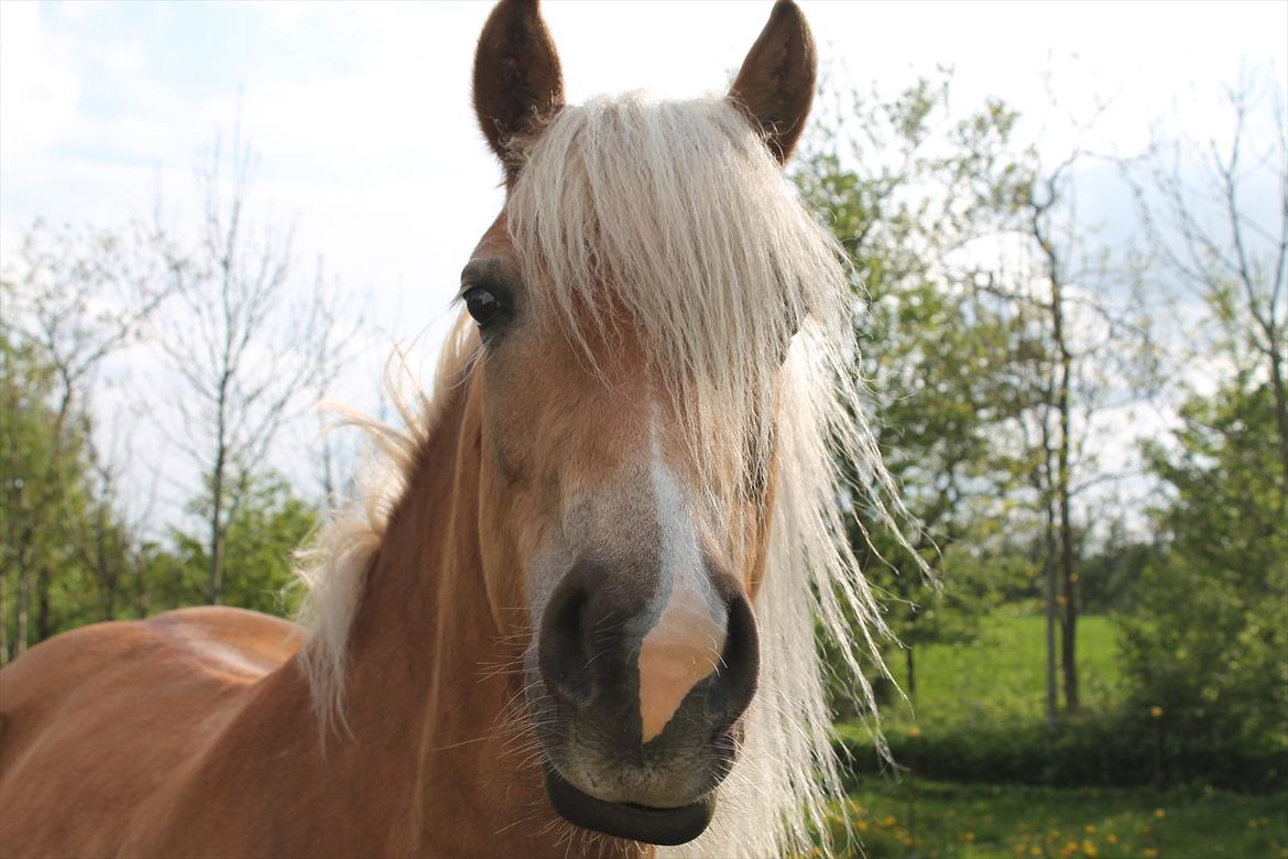 Haflinger Trøja [ Himmel hest ] <3 hvil i fred<3 billede 6