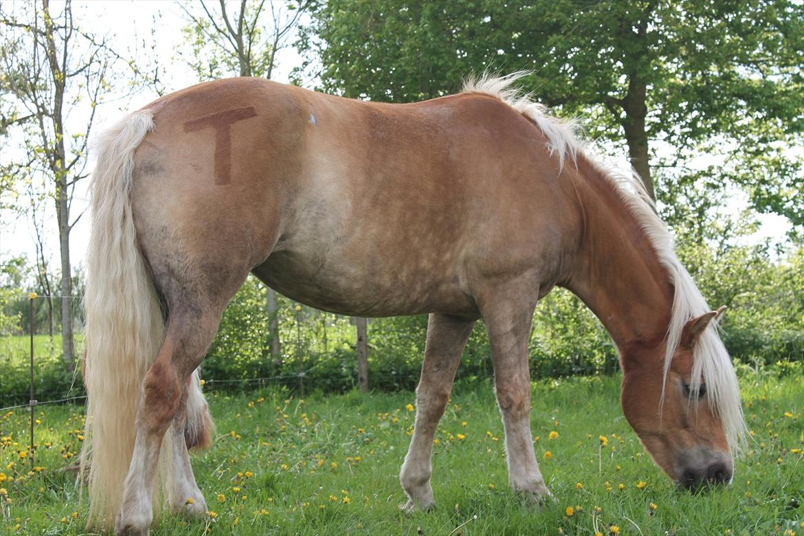 Haflinger Trøja [ Himmel hest ] <3 hvil i fred<3 - nyt græs lækkert billede 7