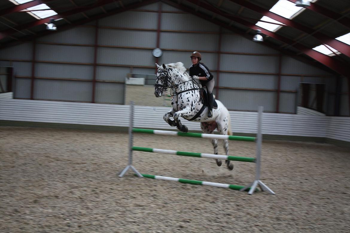 Knabstrupper Sartors Combat Warrior II - april 2012 billede 19