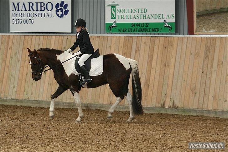 Pinto Saxpo Pleasure. billede 2