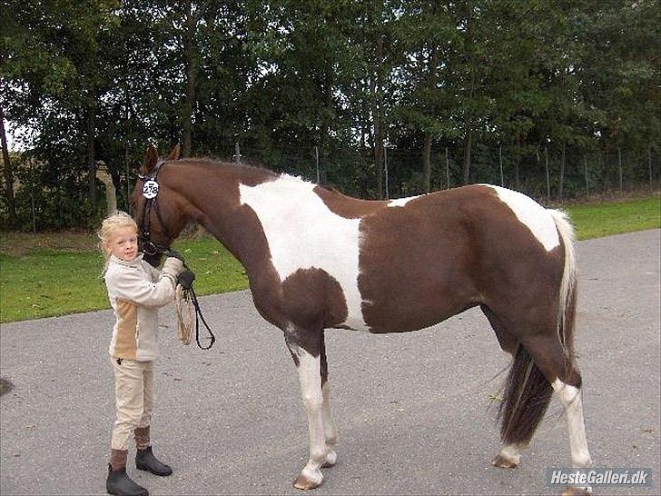 Pinto Saxpo Pleasure. billede 3