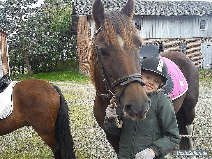 Pinto Saxpo Pleasure. billede 4